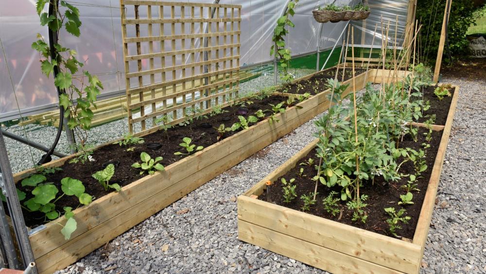 Inside of a greenhouse with raised planters and young plants